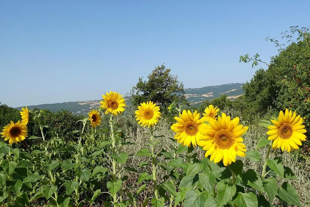 Podere Sant'Angelo Roccalbegna 0*,